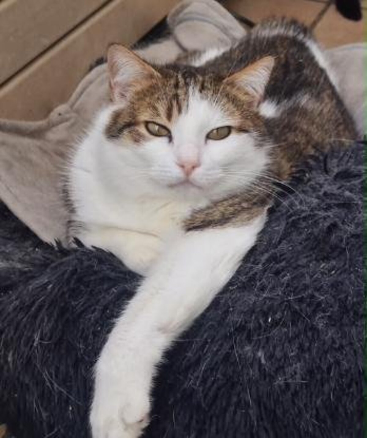 Adoption Lysandre
