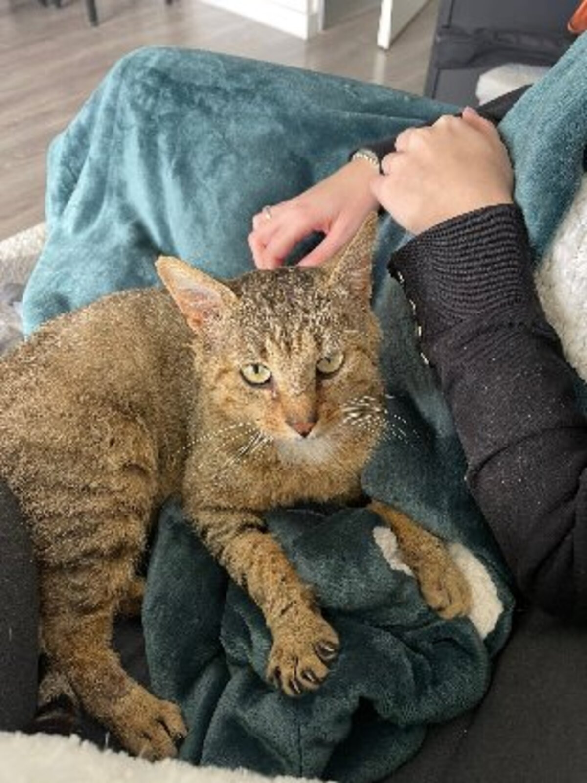 Adoption Macchiato
