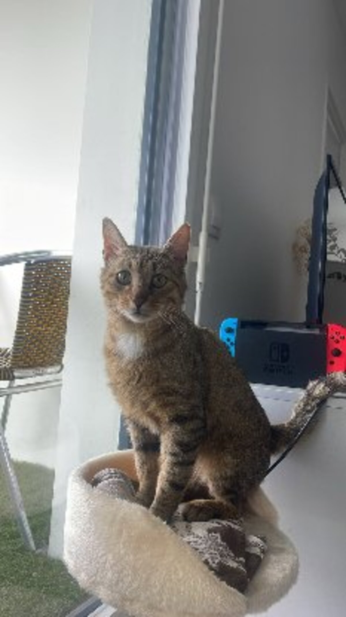 Adoption Macchiato