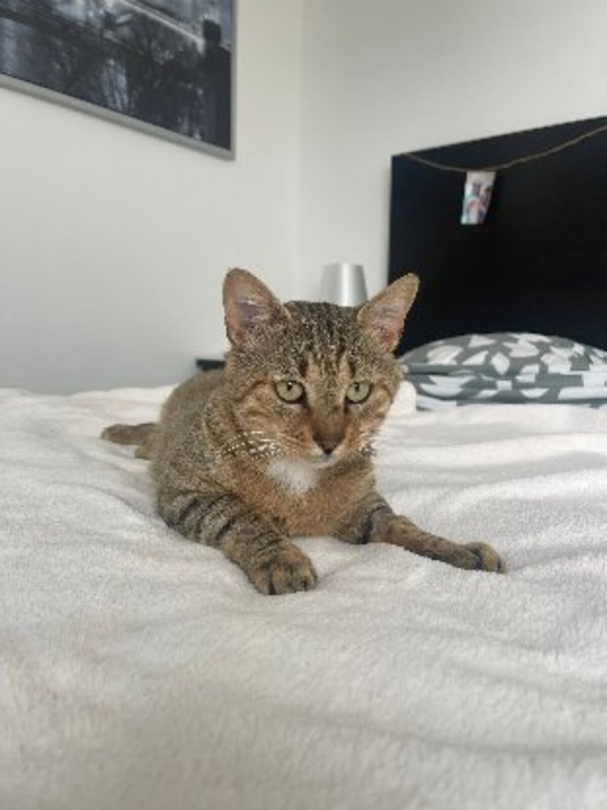 Adoption Macchiato