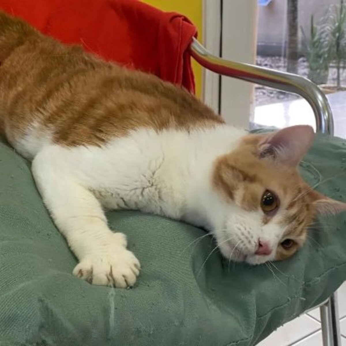 Adoption Machu