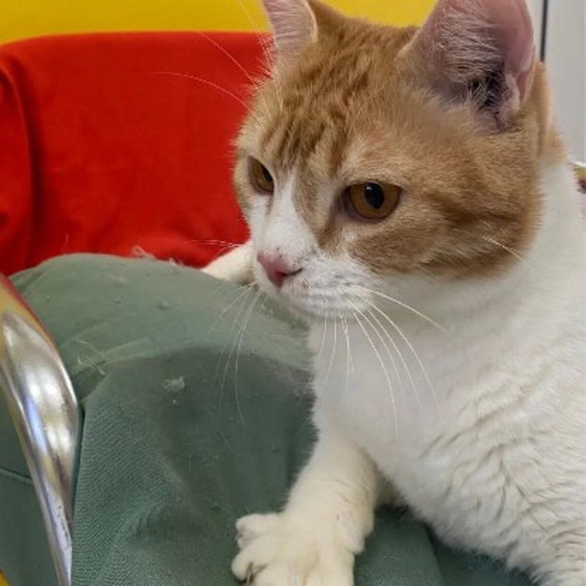 Adoption Machu