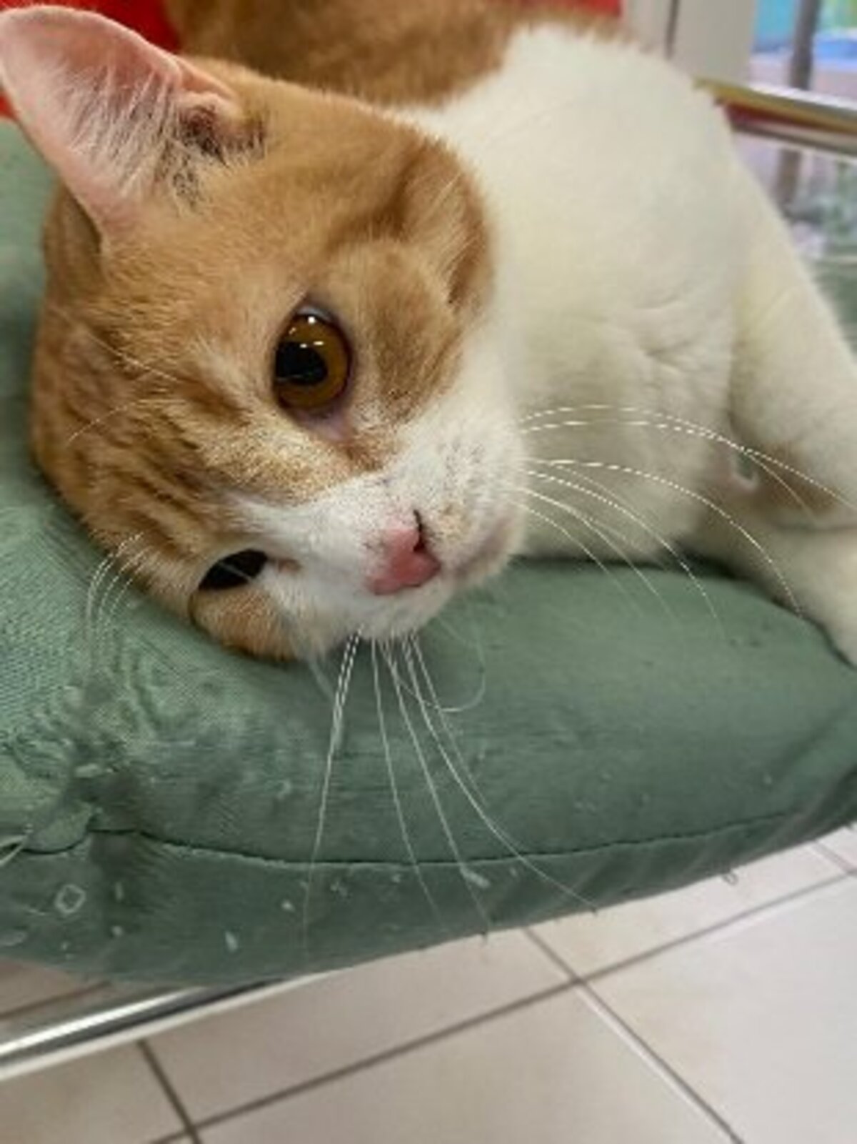Adoption Machu