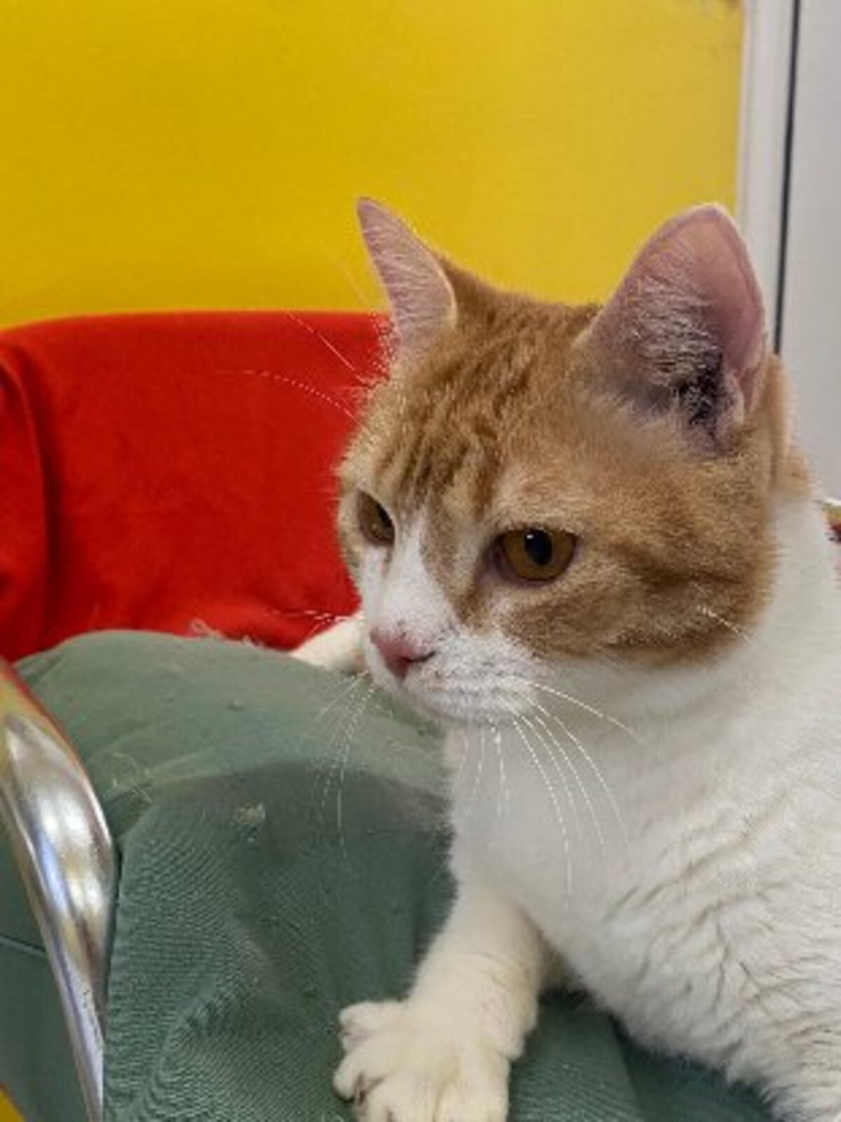 Adoption Machu