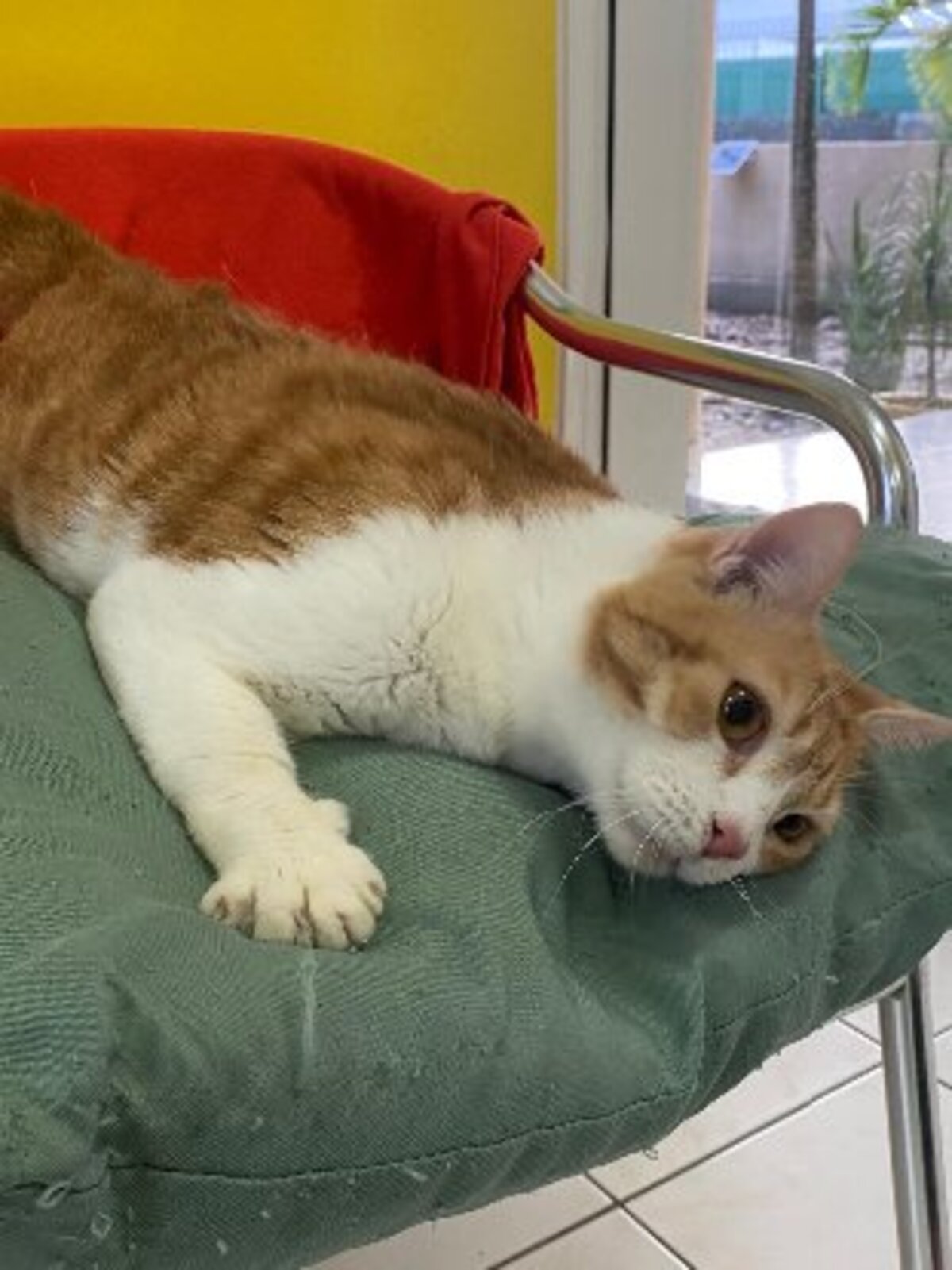 Adoption Machu