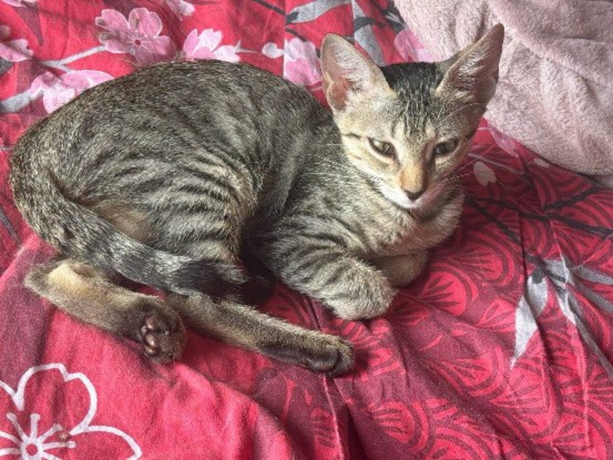 Adoption Maddy