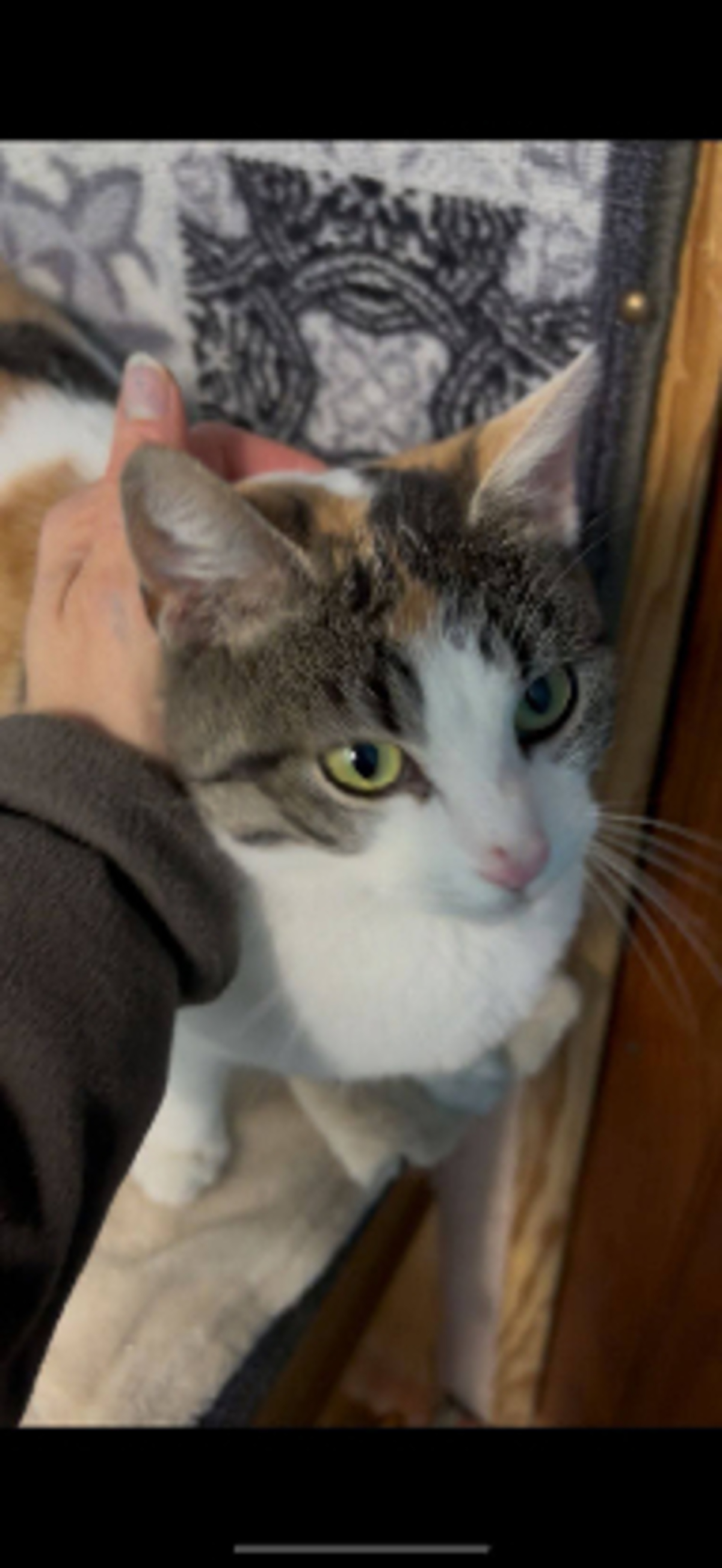 Adoption Maé