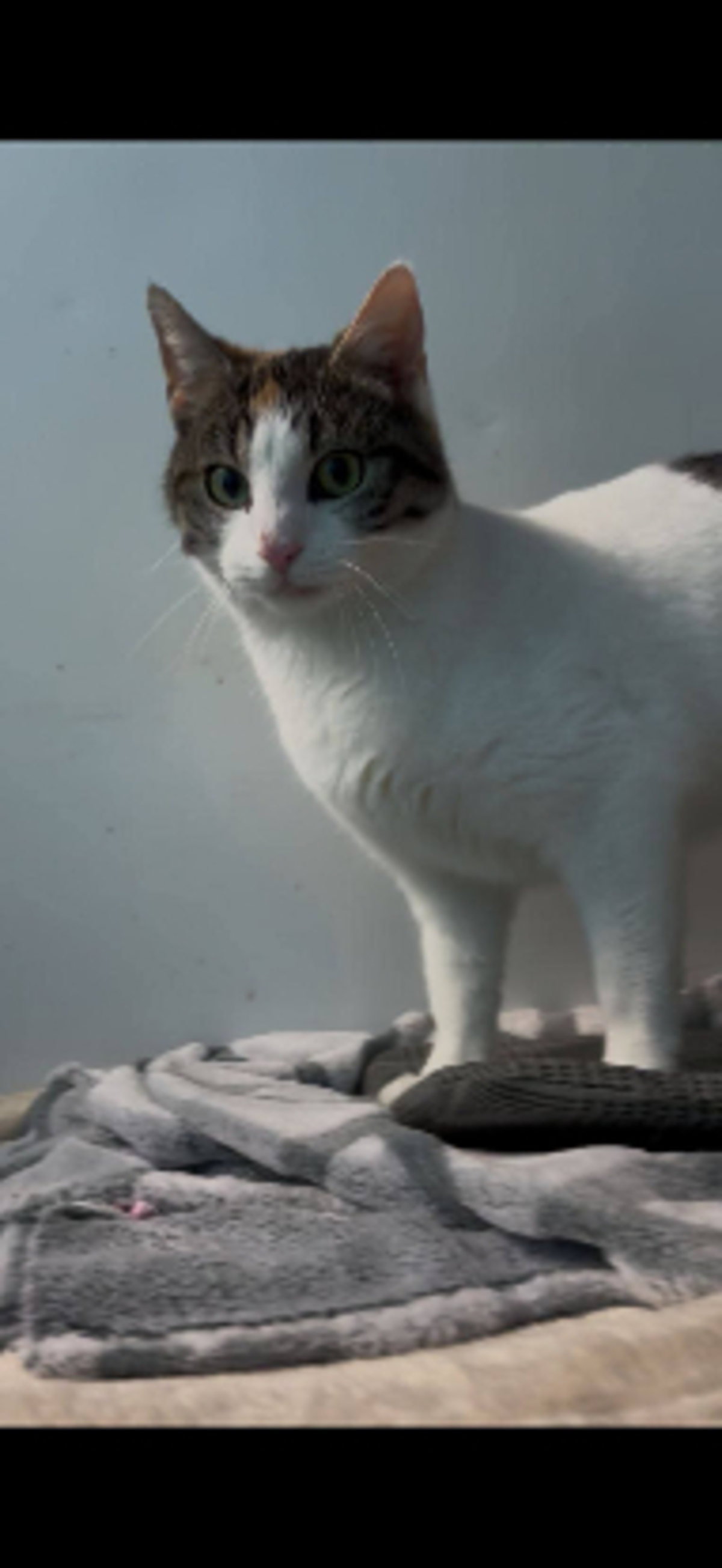 Adoption Maé