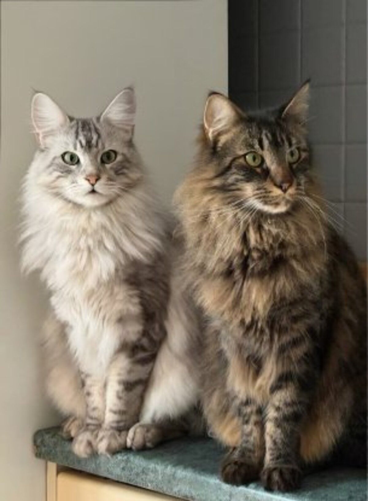 Adoption Maine et coon