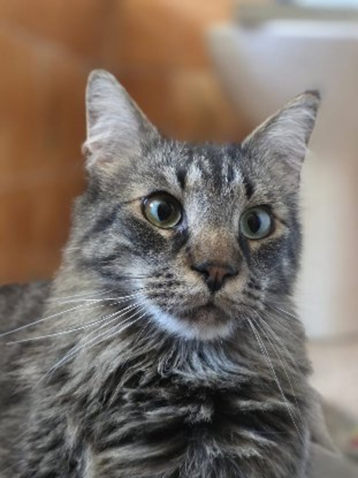 Adoption Maine et coon