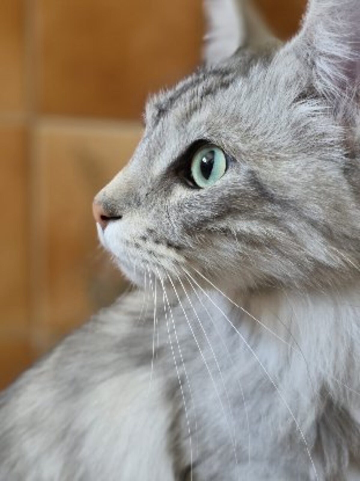 Adoption Maine et coon