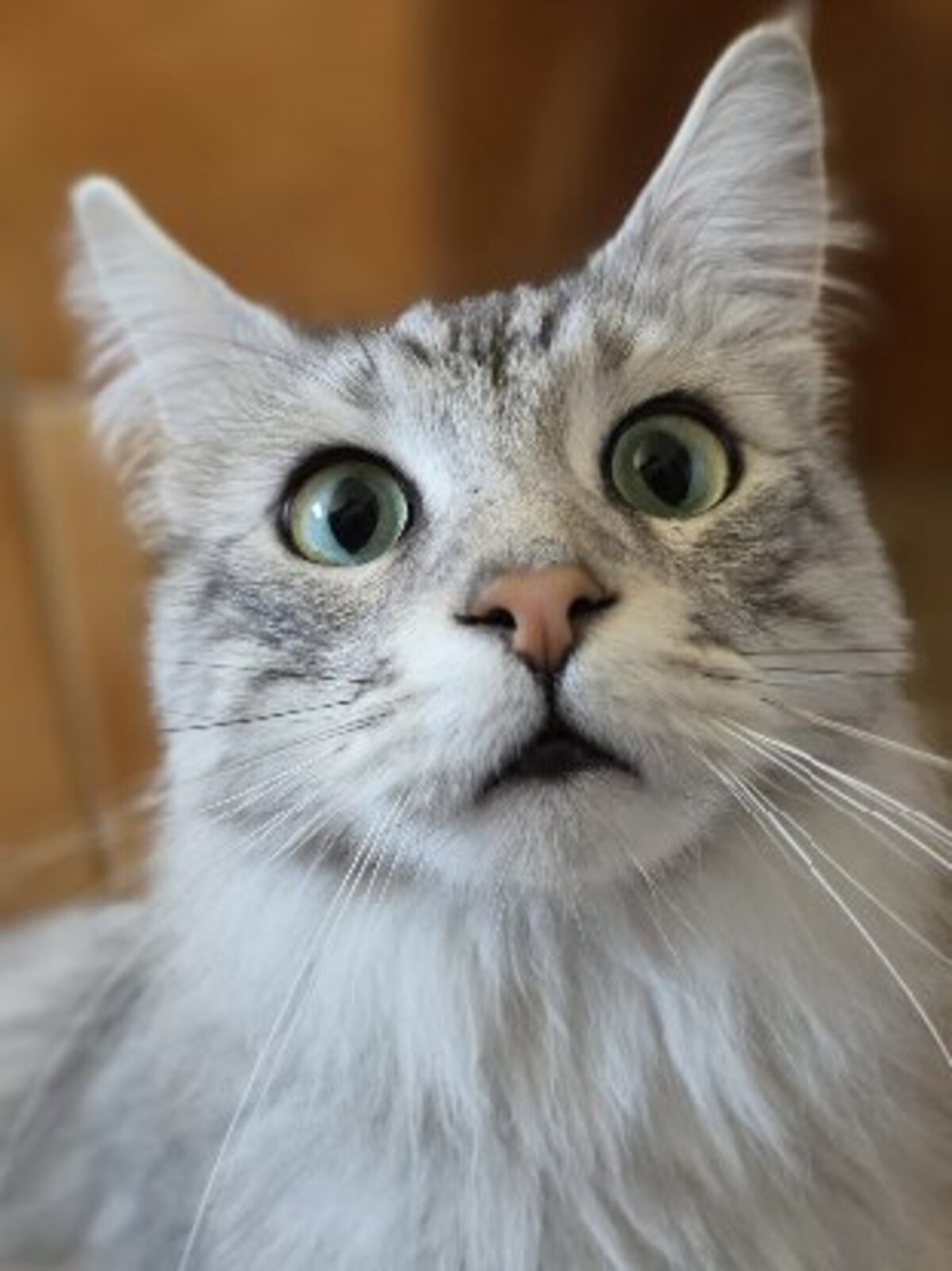 Adoption Maine et coon