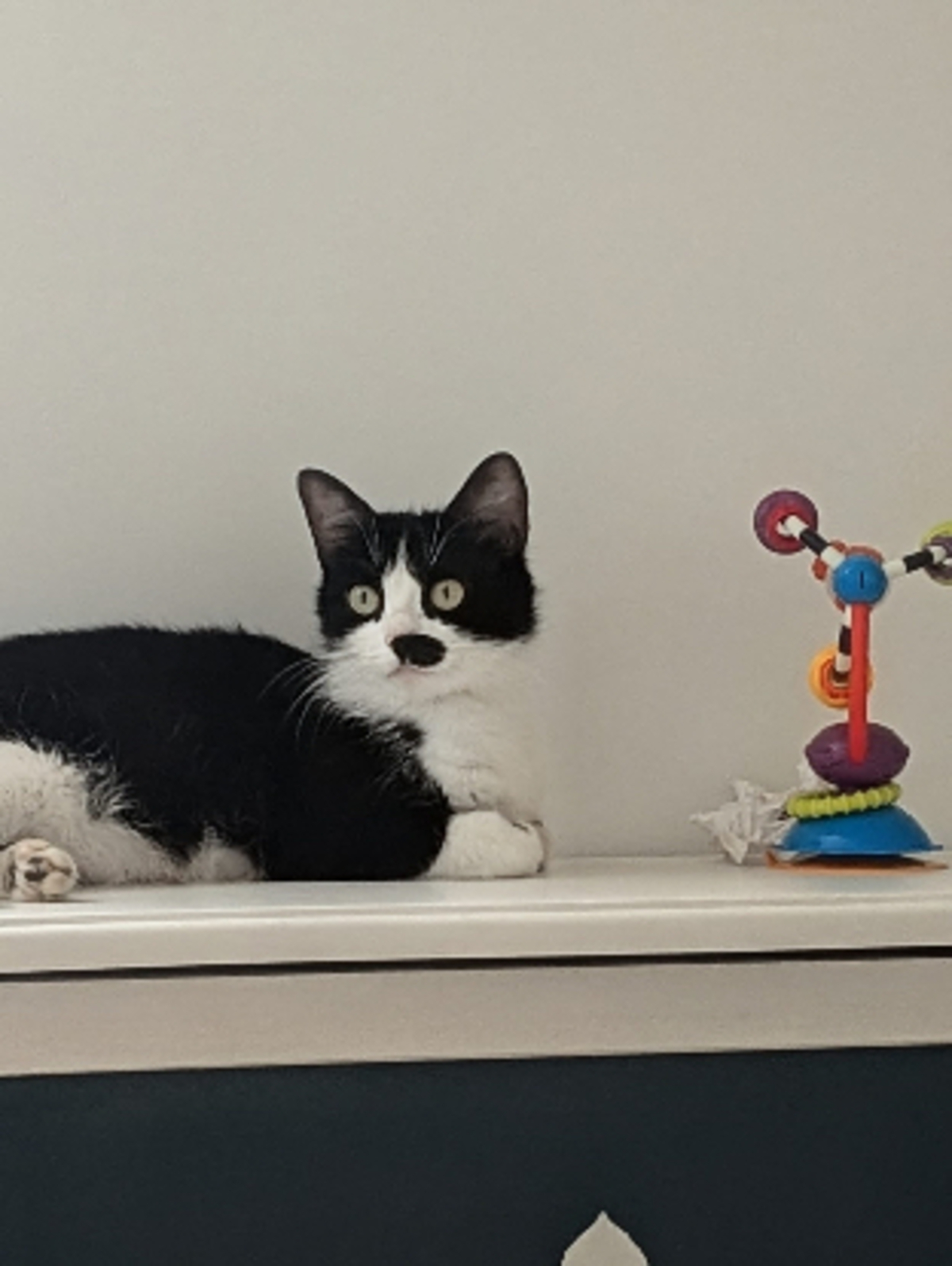Adoption Makita