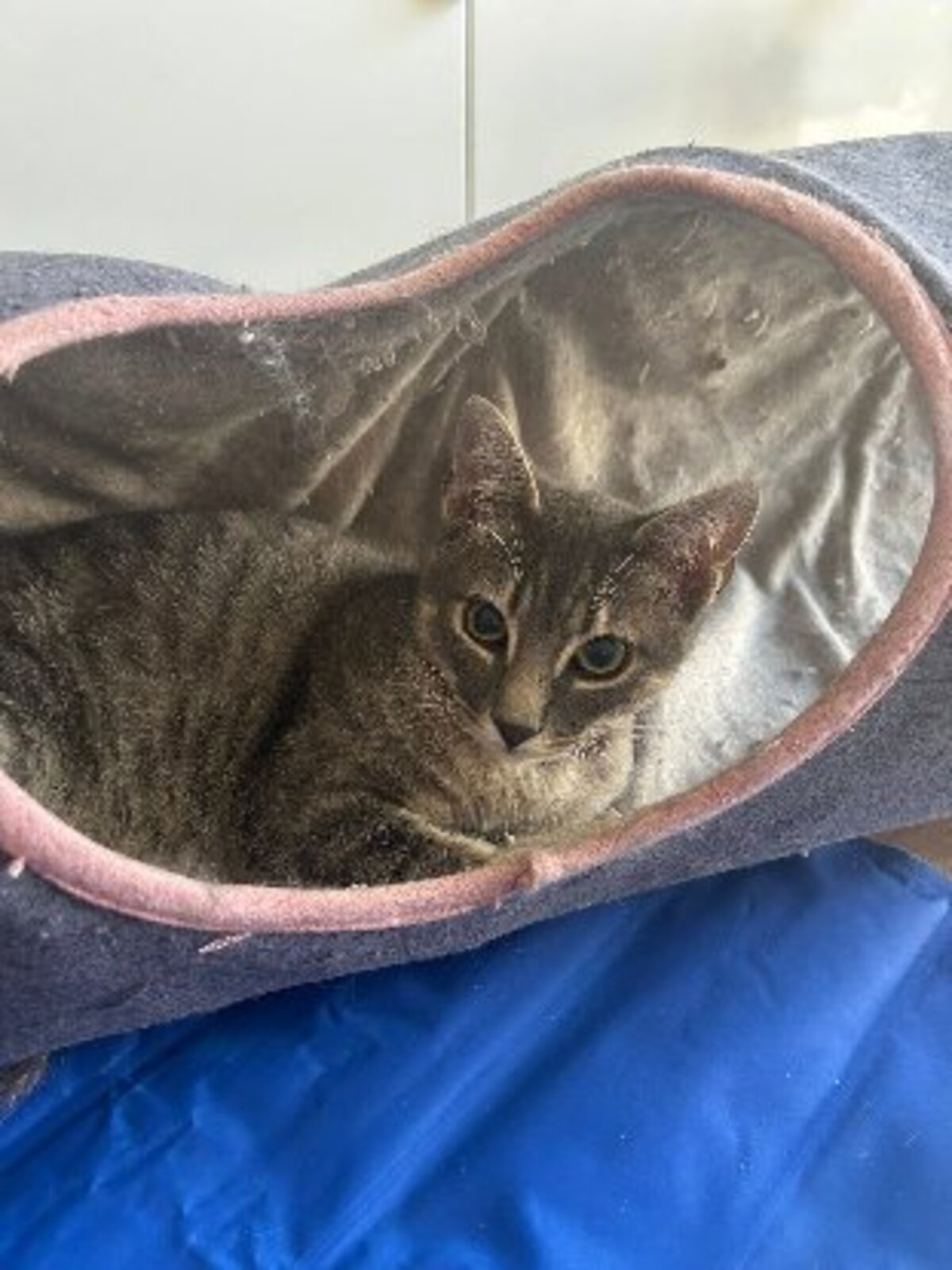 Adoption Malo