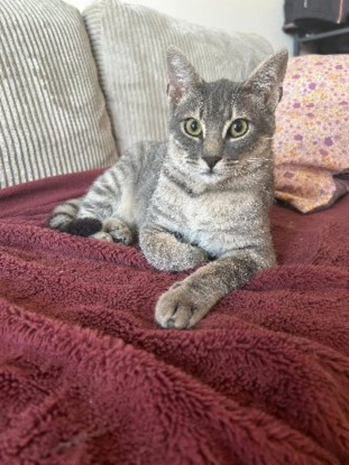 Adoption Malo