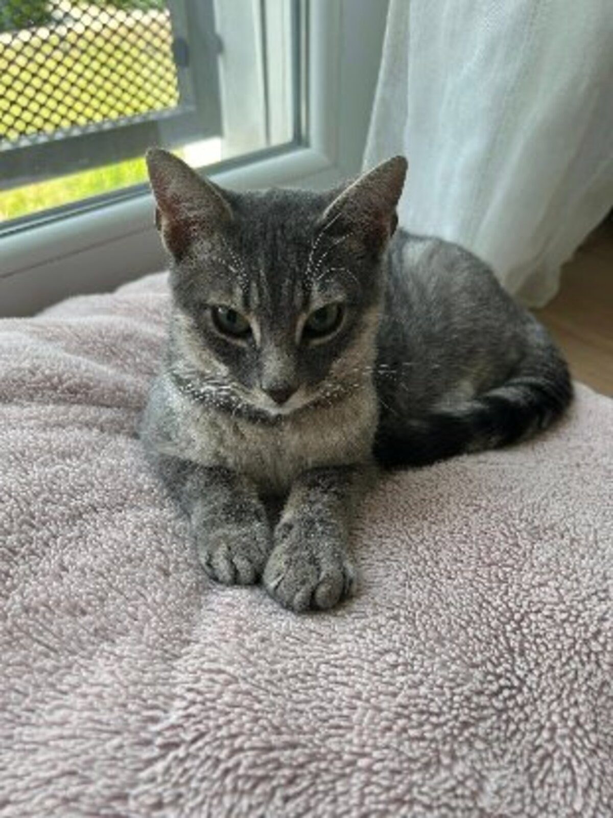 Adoption Malo