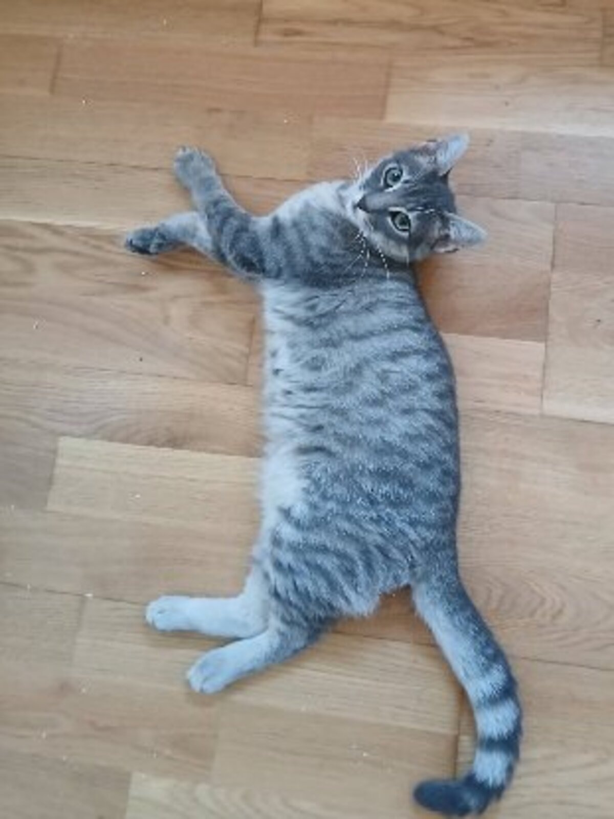 Adoption Malo