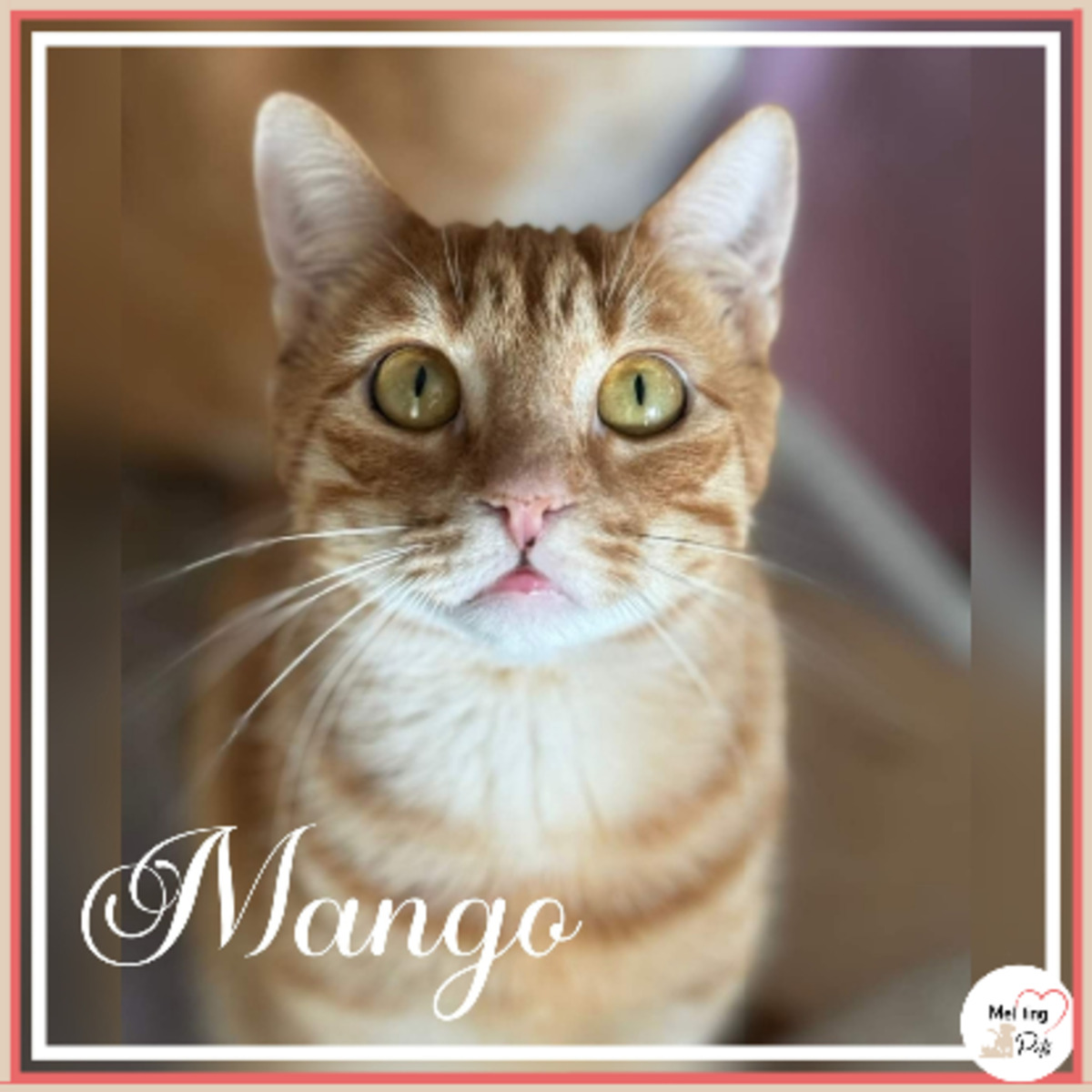 Adoption Mango