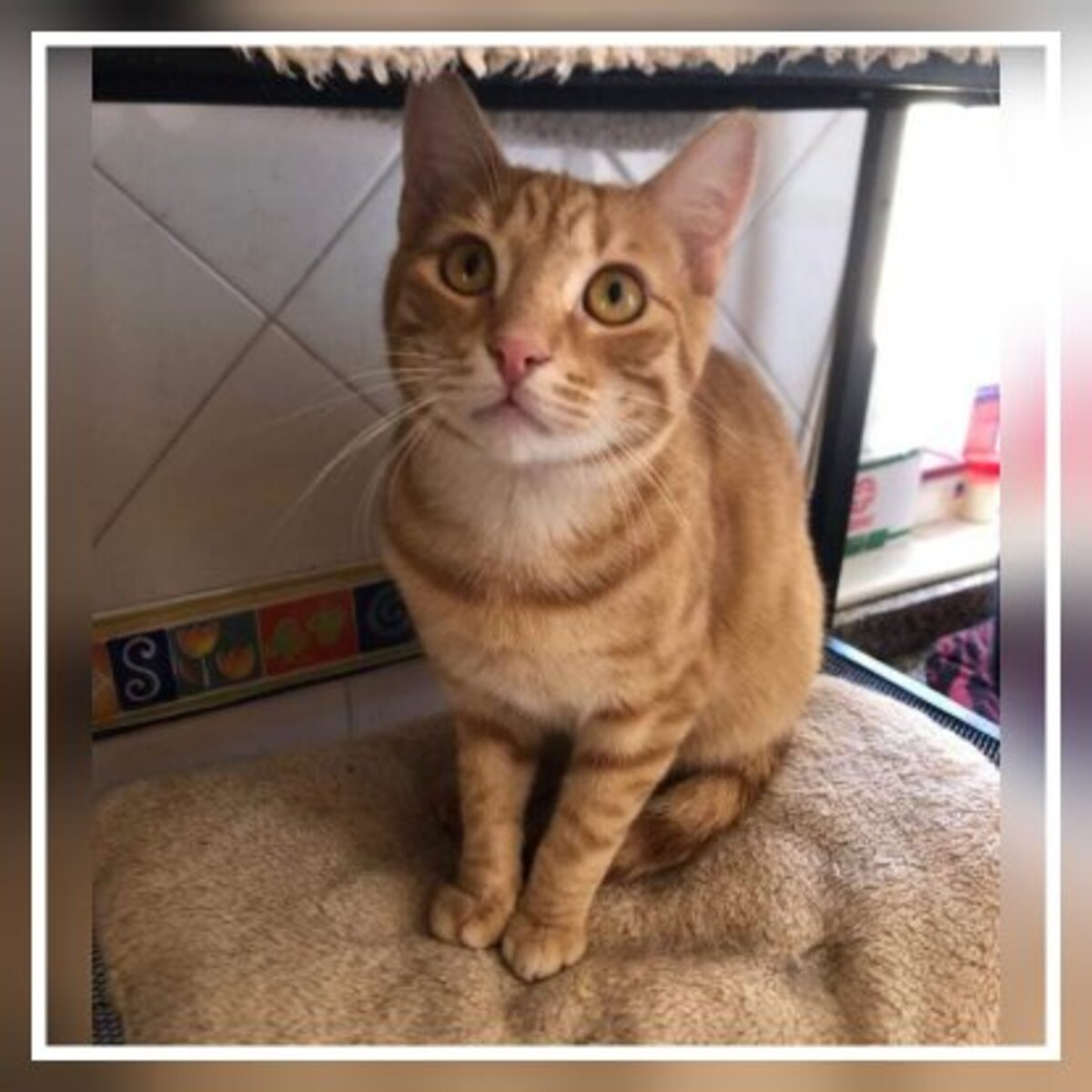 Adoption Mango