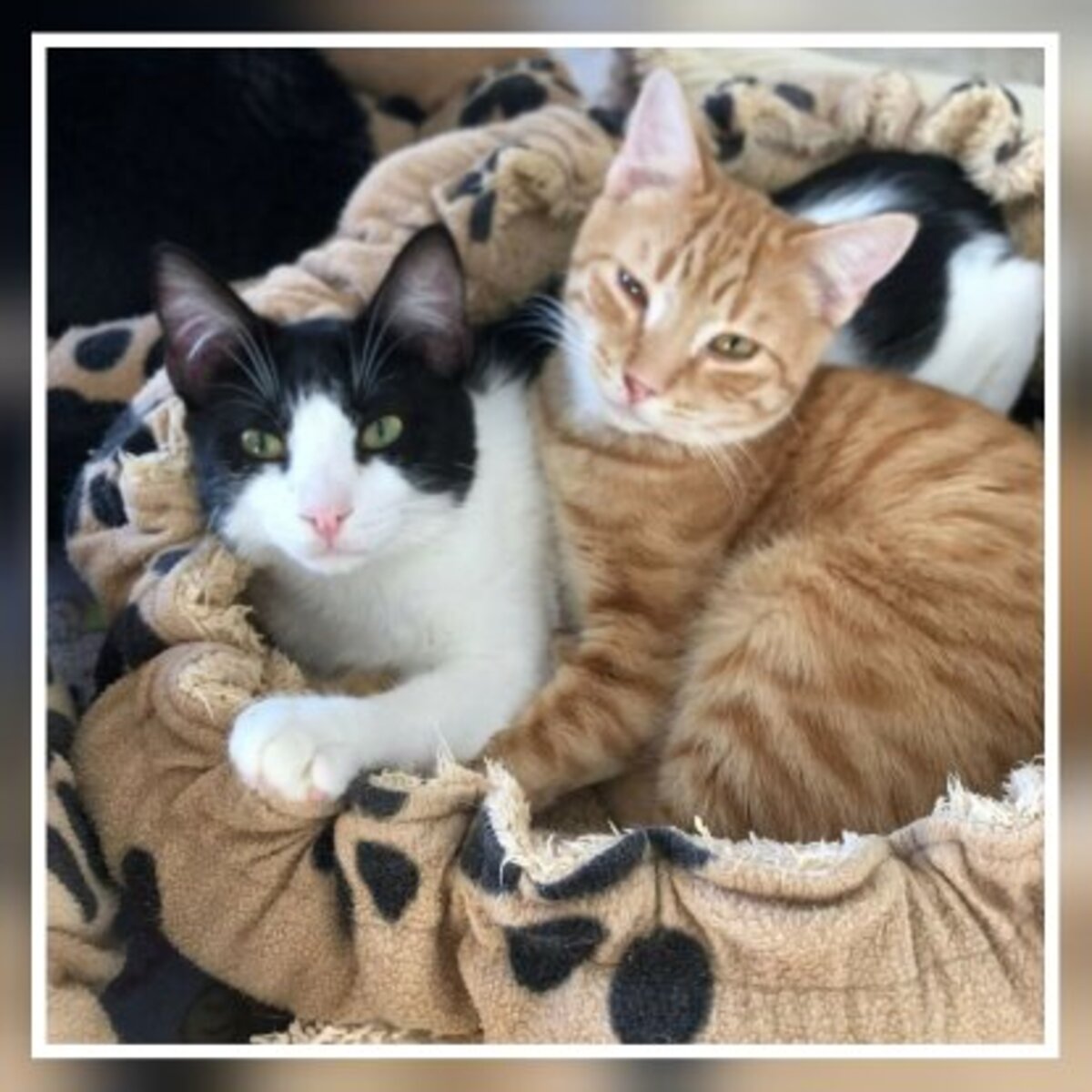 Adoption Mango