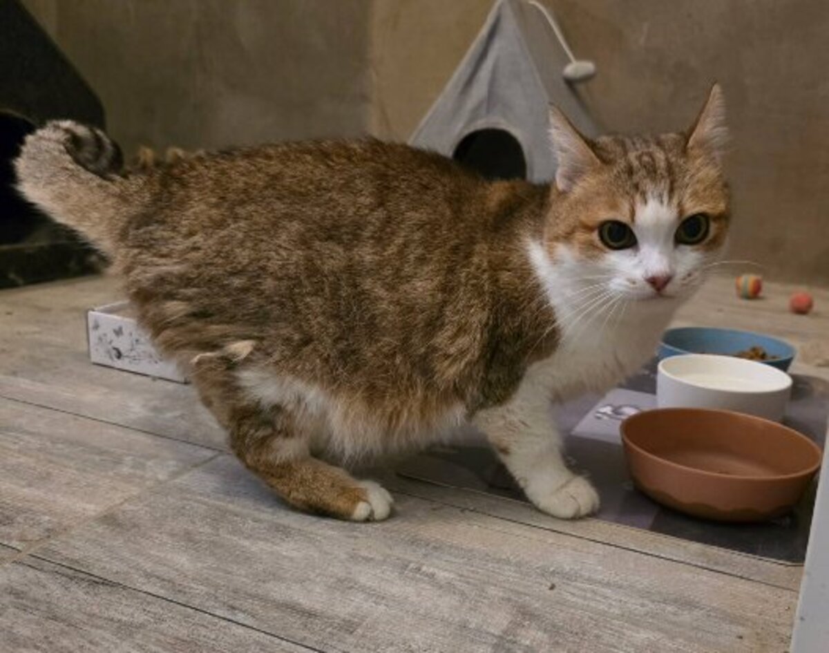 Adoption Mappy