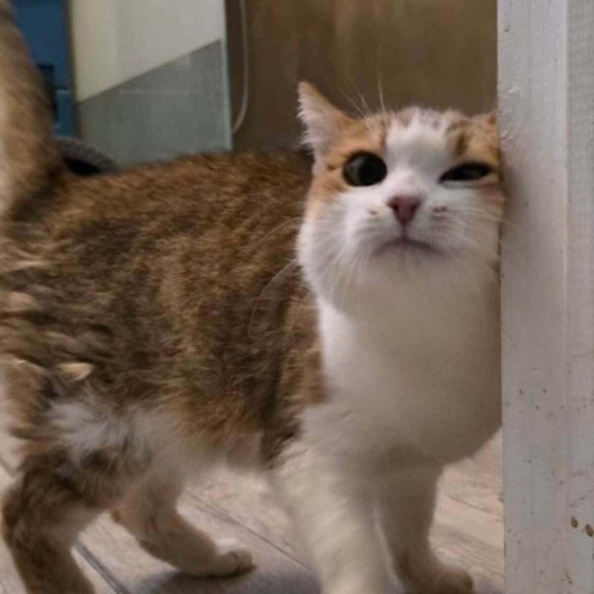 Adoption Mappy