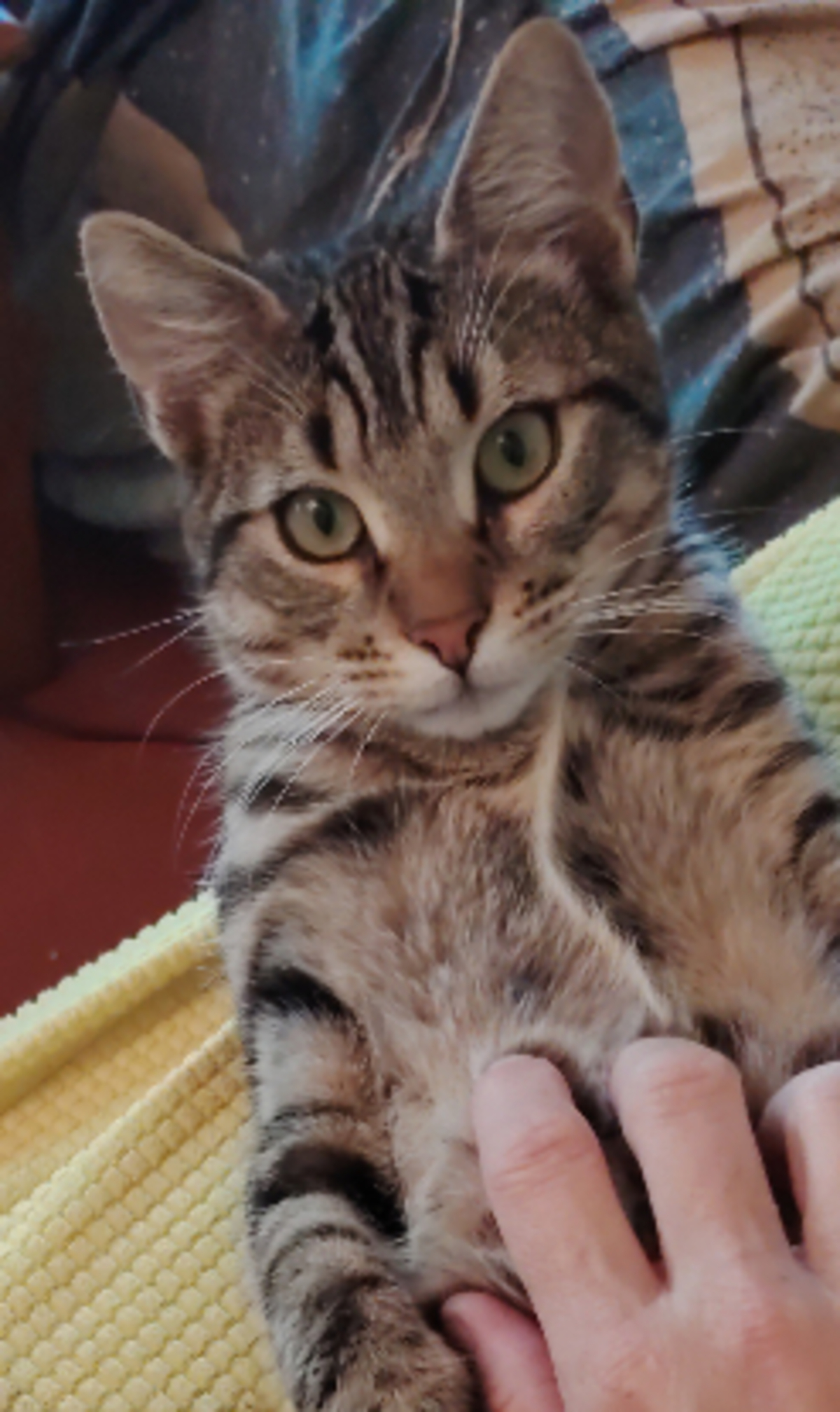 Adoption Marino