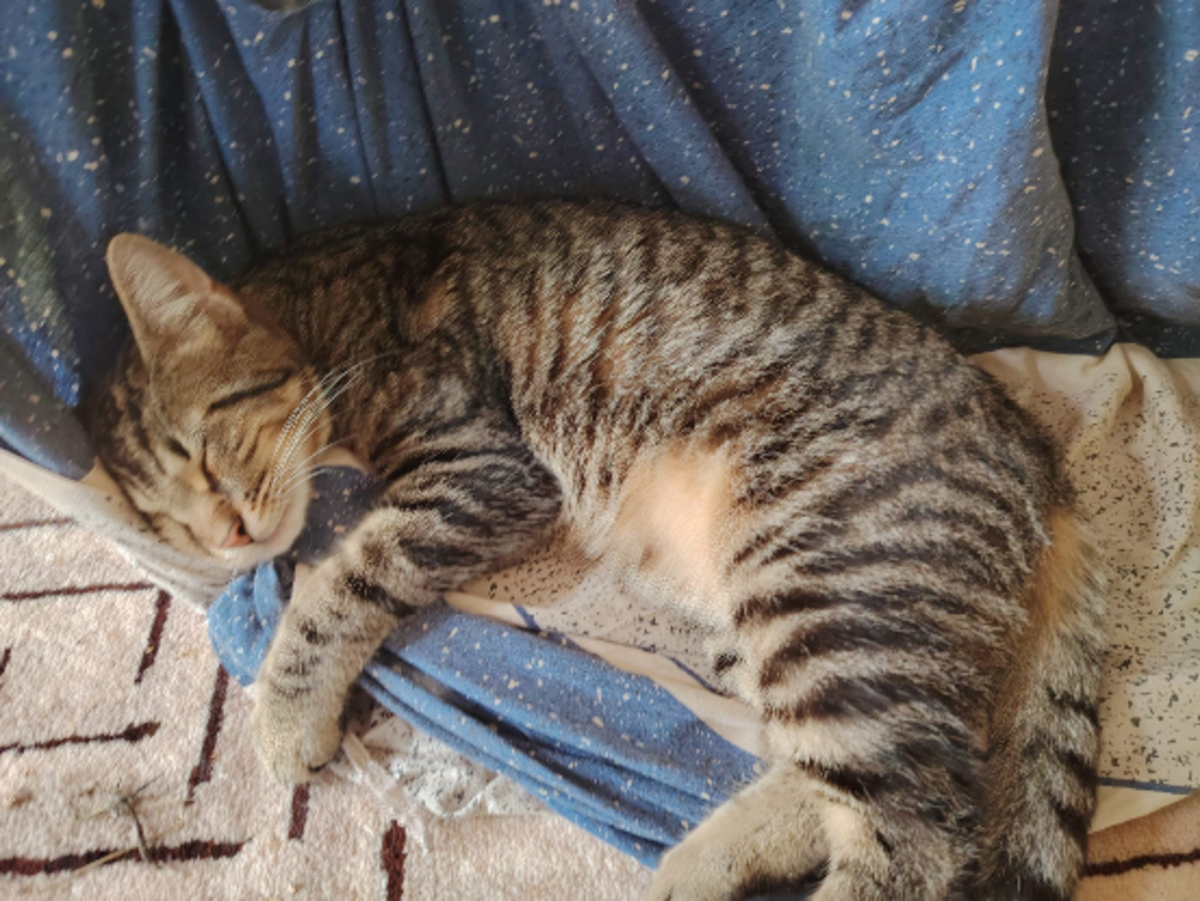 Adoption Marino