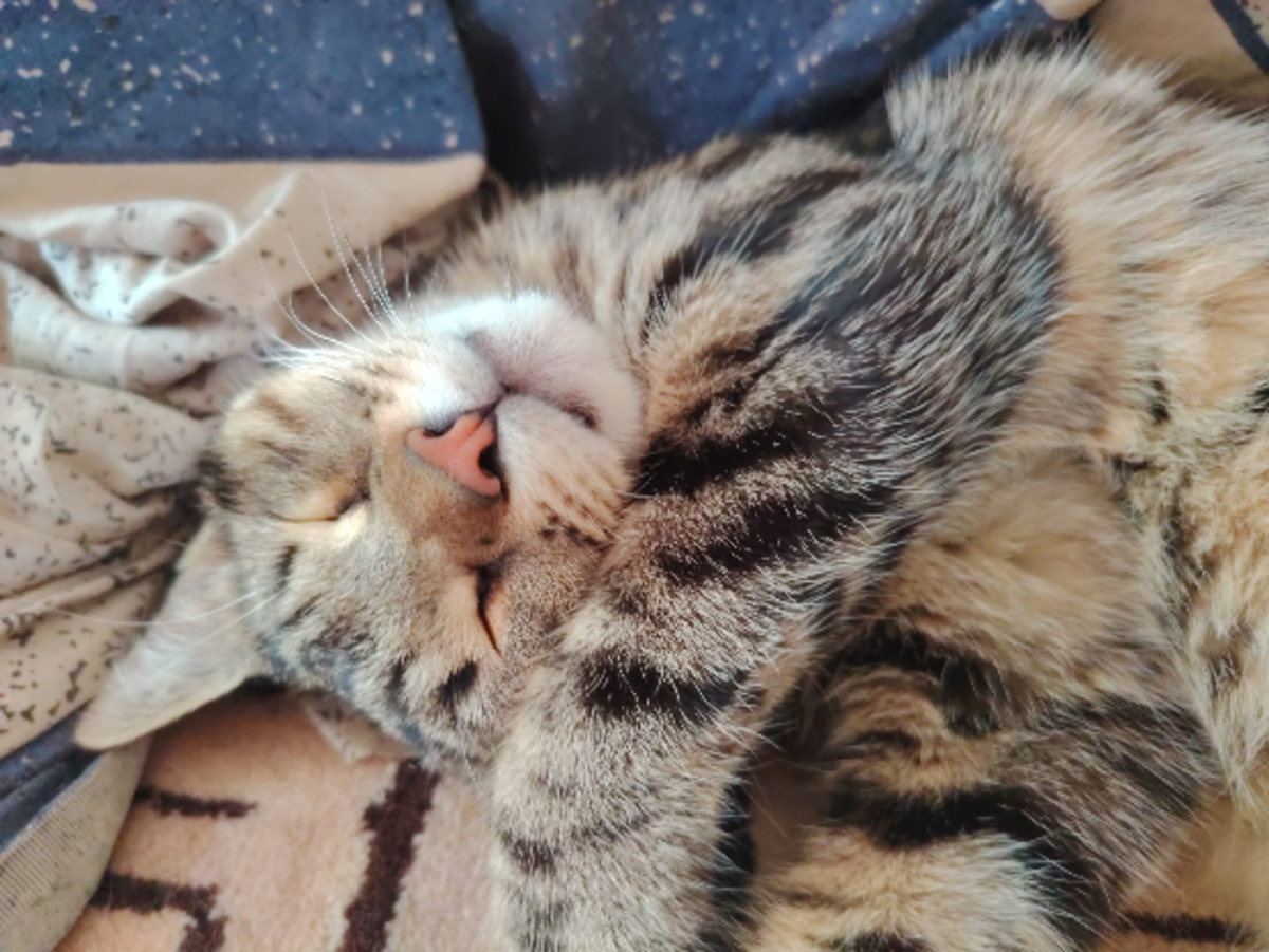 Adoption Marino