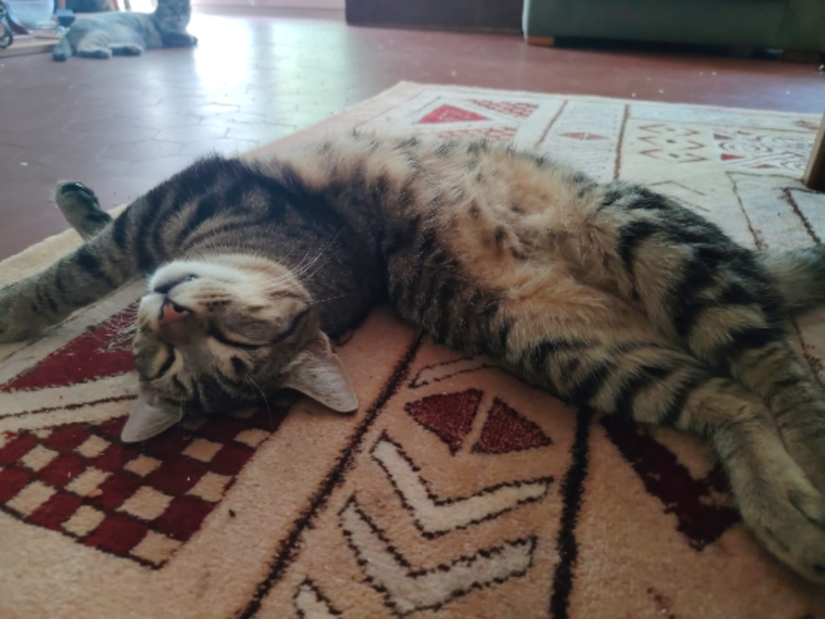 Adoption Marino