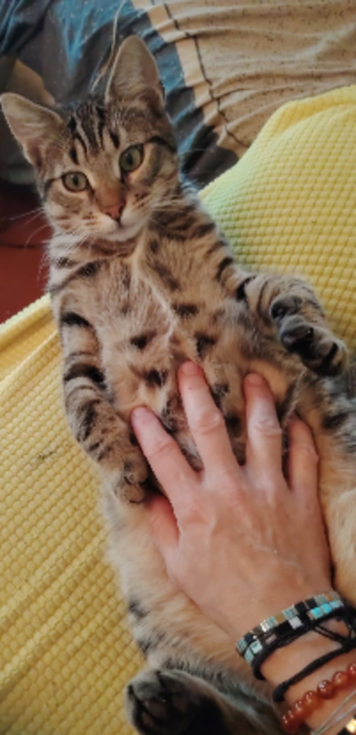 Adoption Marino