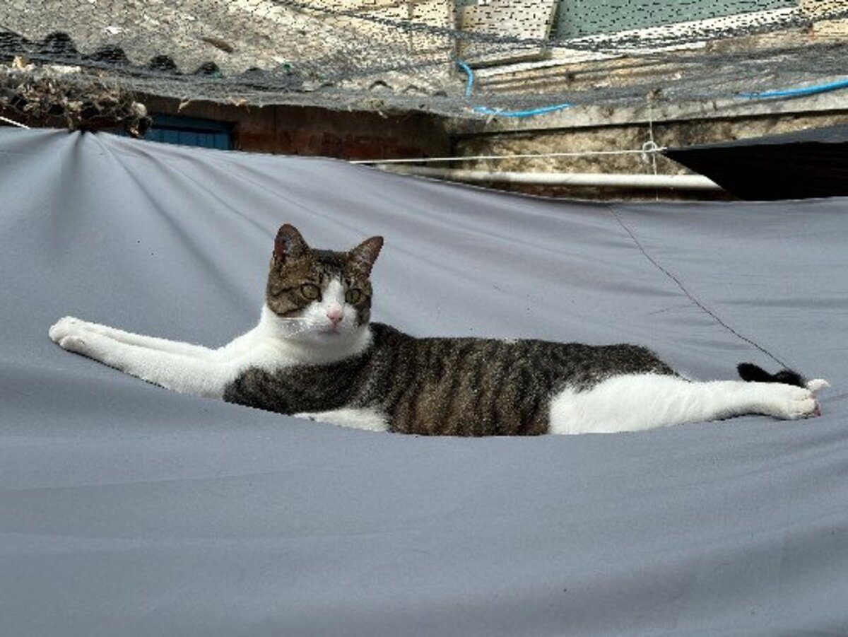Adoption Marius