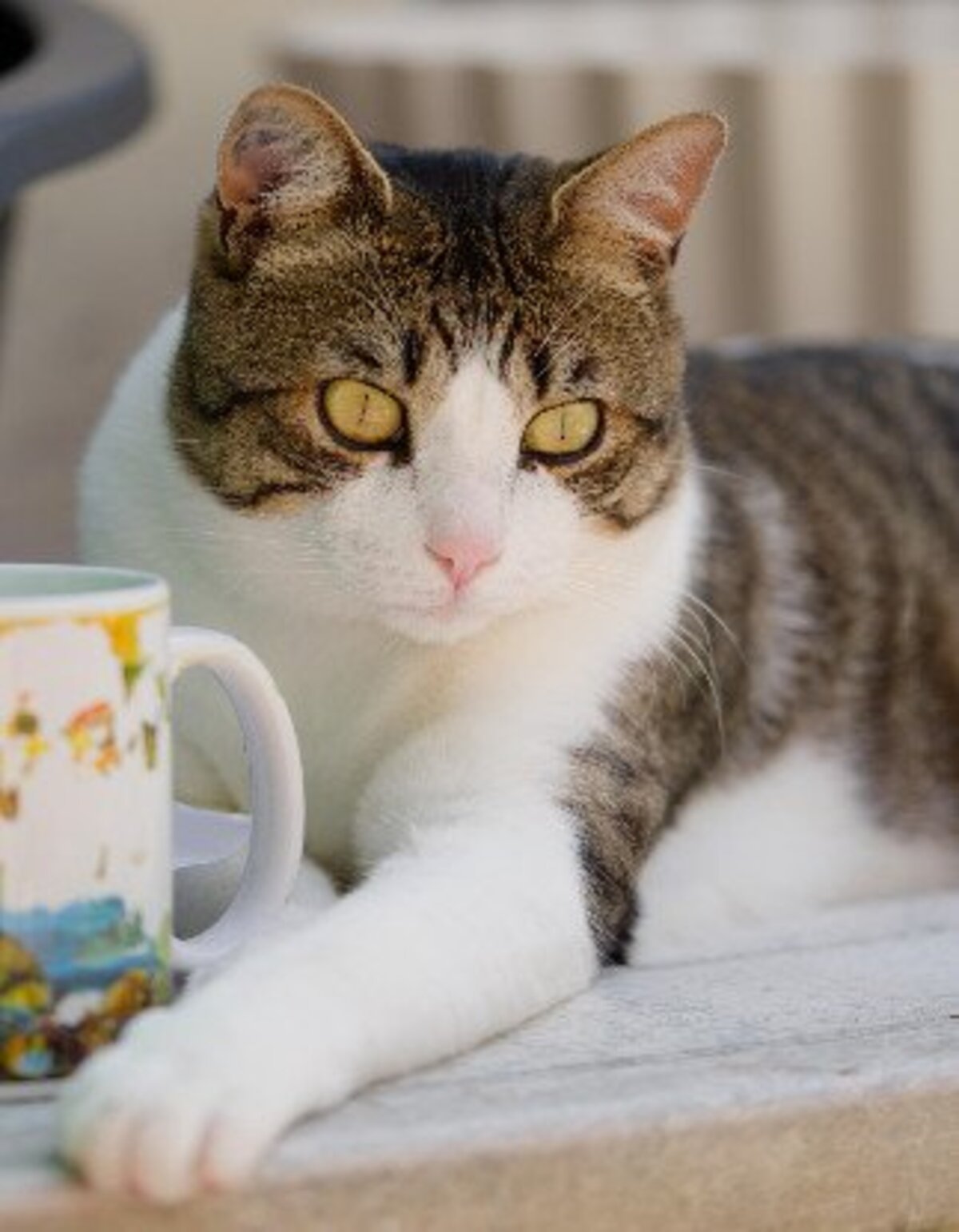 Adoption Marius