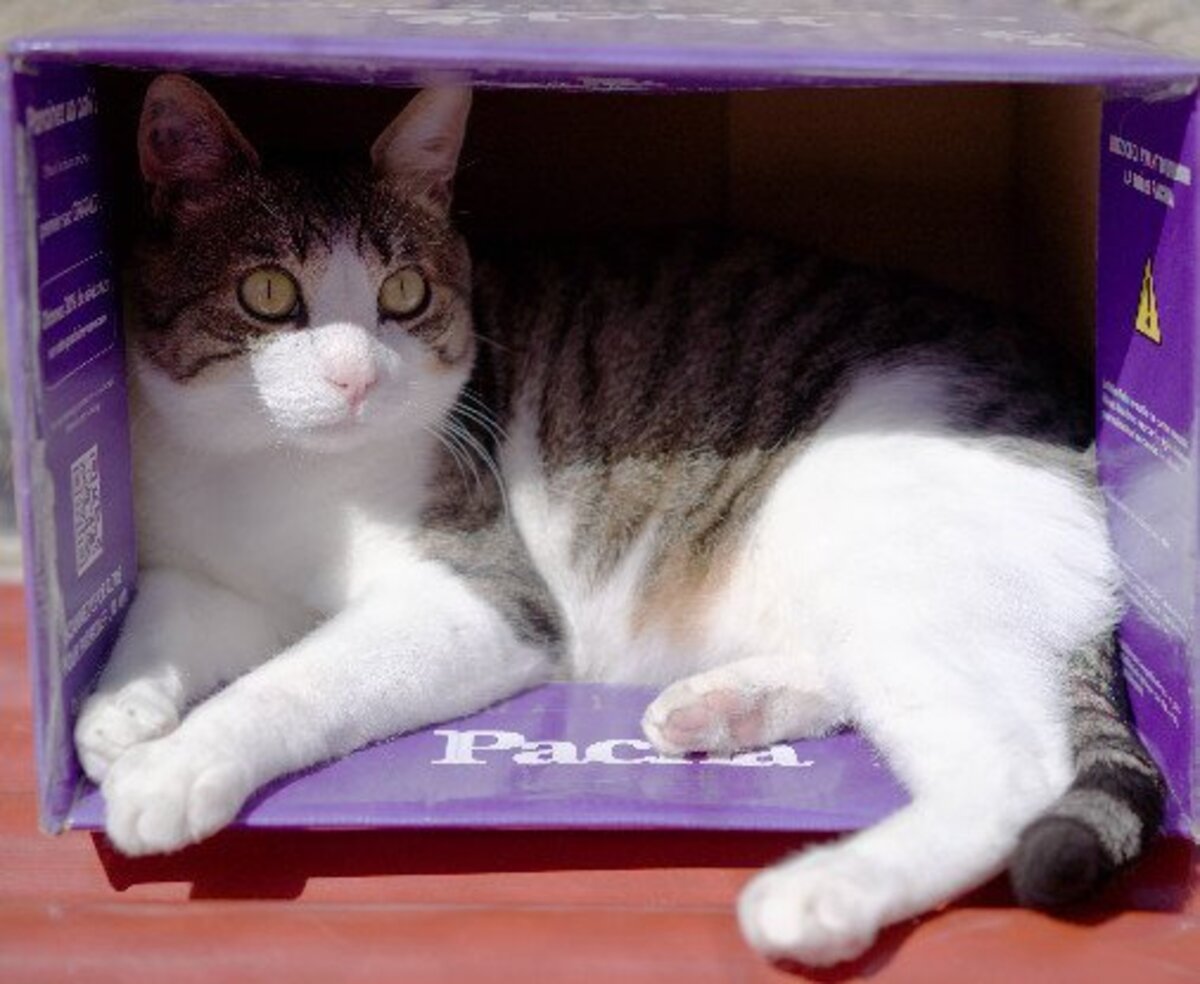 Adoption Marius