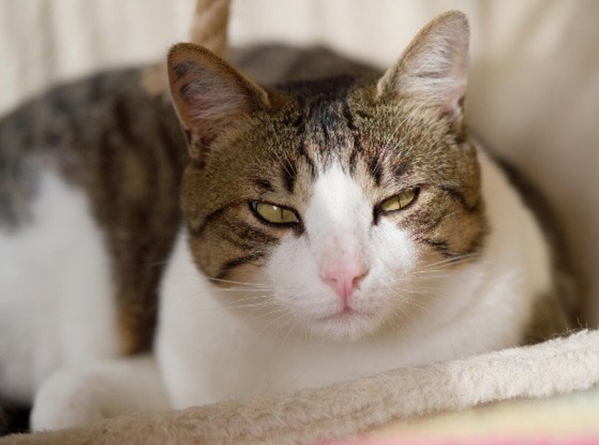Adoption Marius