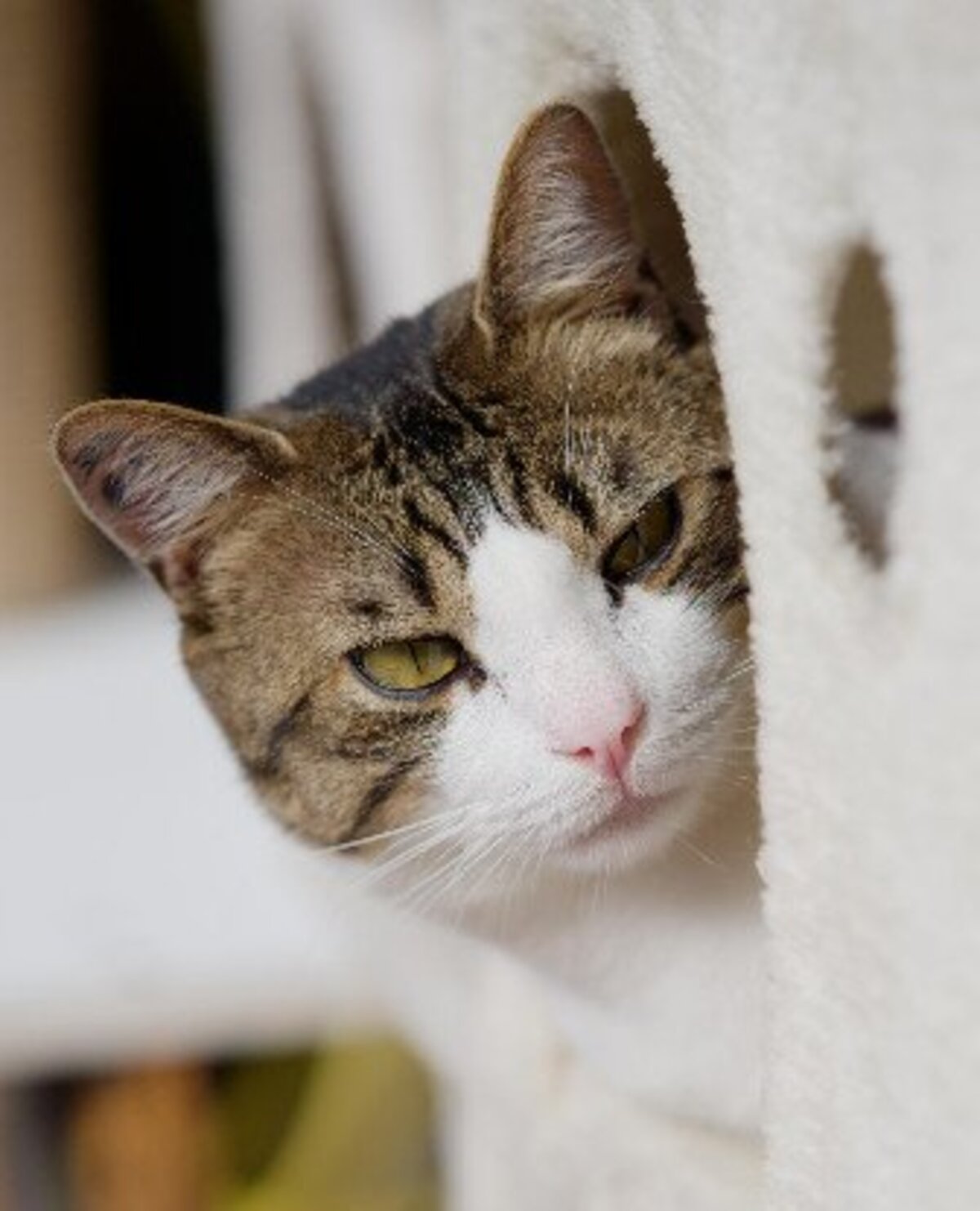 Adoption Marius