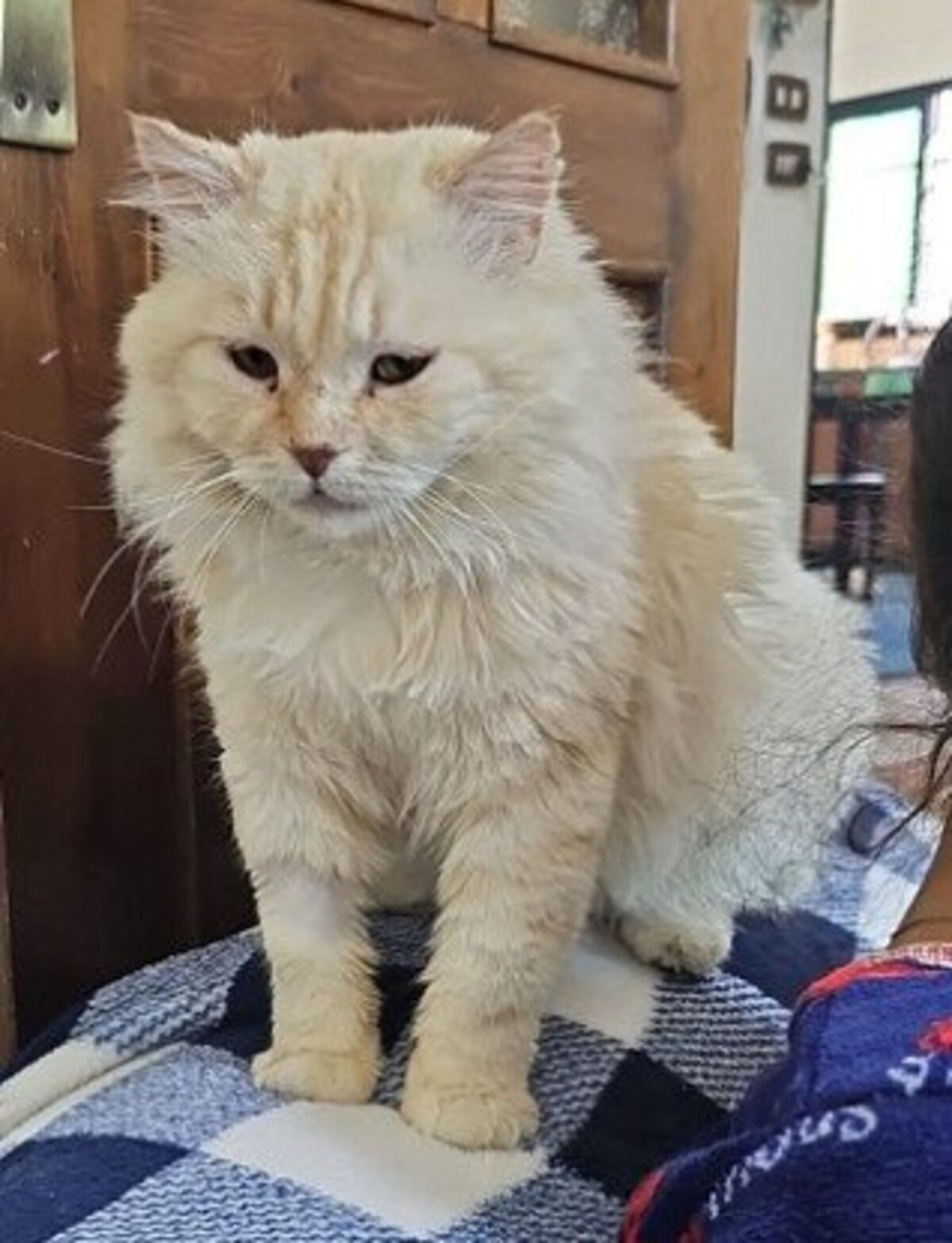 Adoption Marshmallow