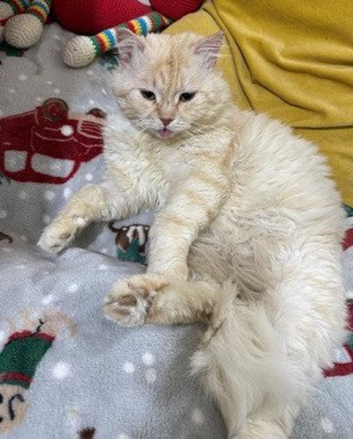 Adoption Marshmallow