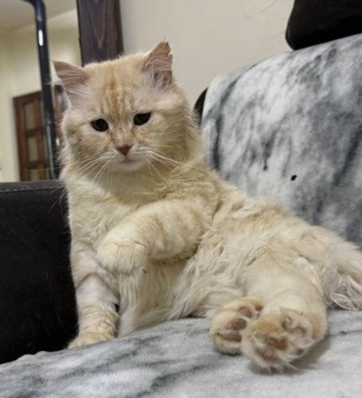 Adoption Marshmallow