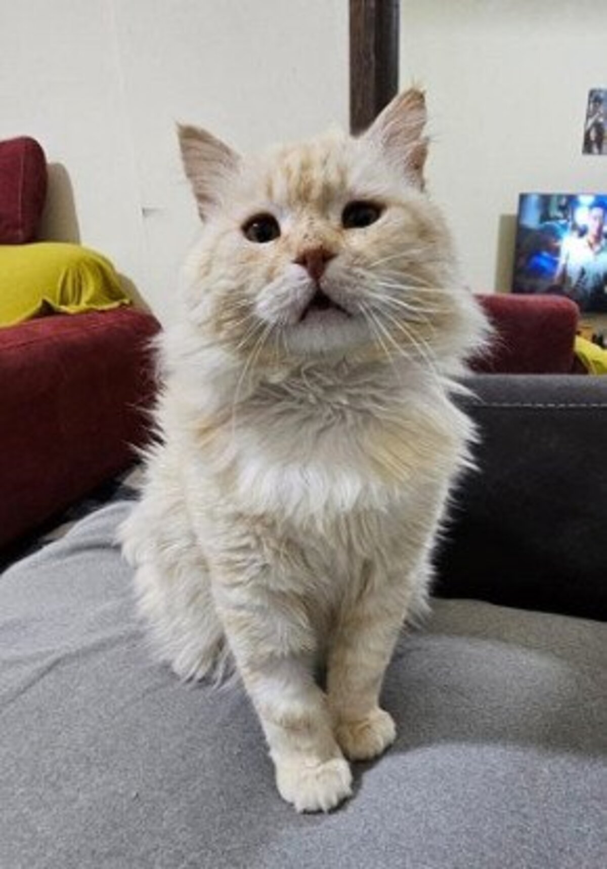 Adoption Marshmallow
