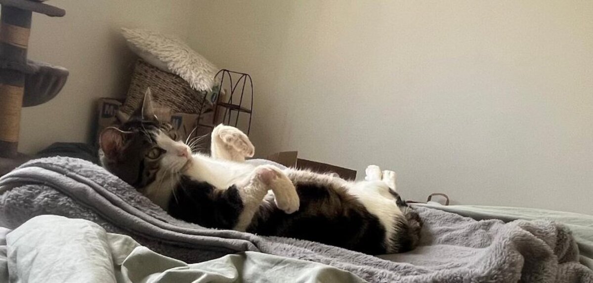Adoption Maurice