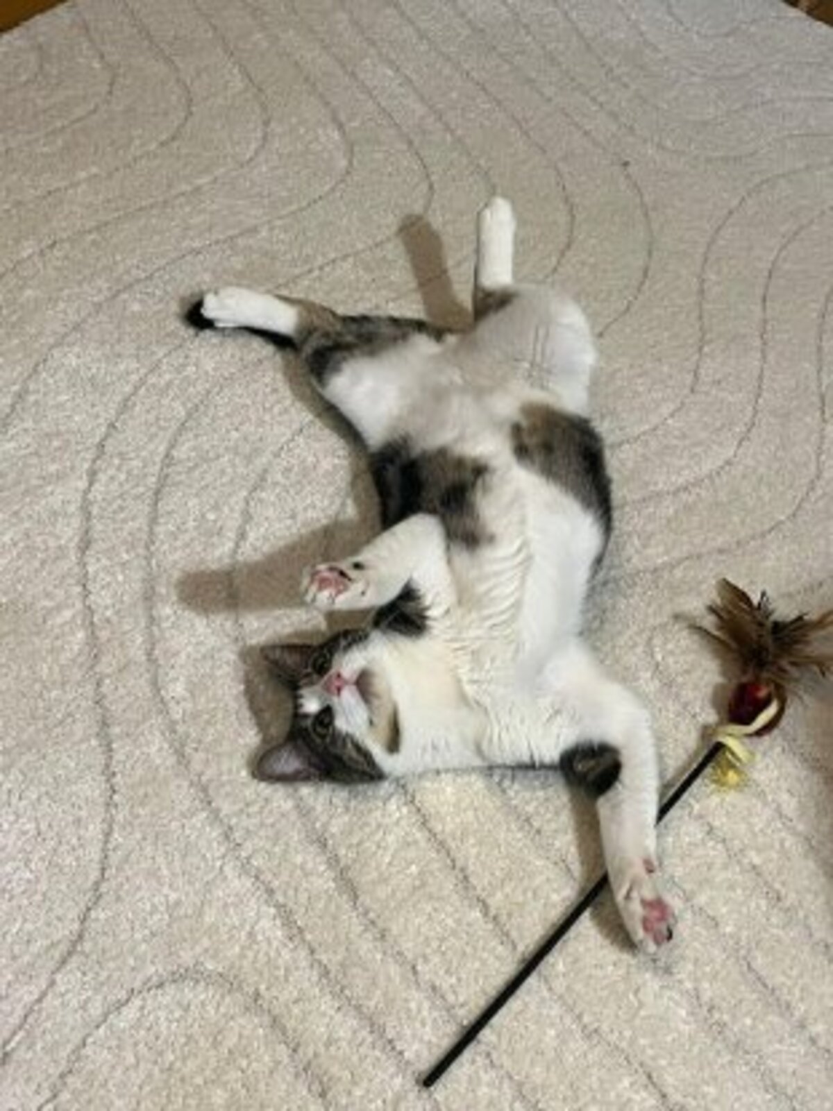 Adoption Maurice