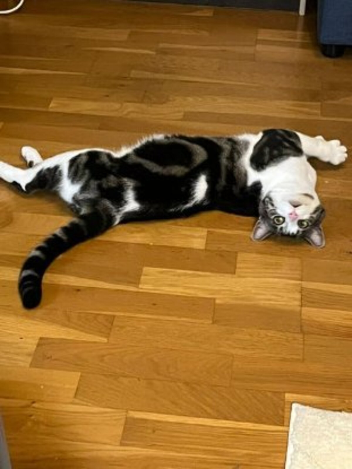Adoption Maurice