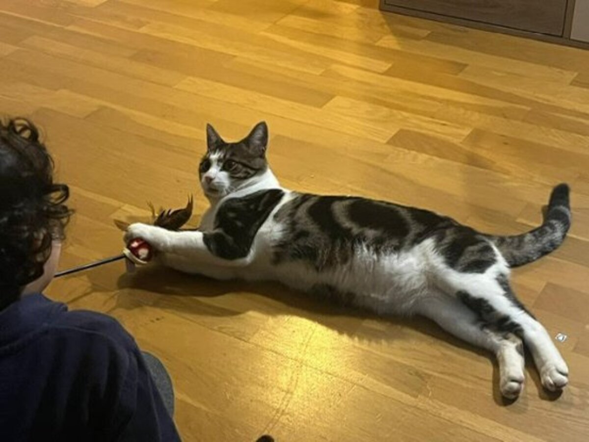 Adoption Maurice