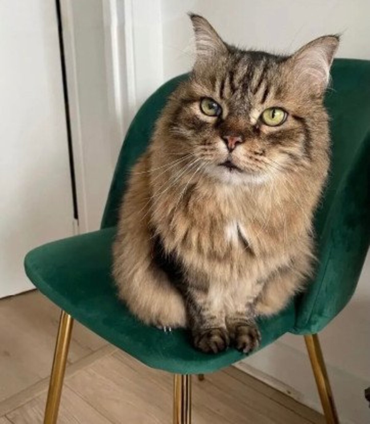 Adoption Maxou