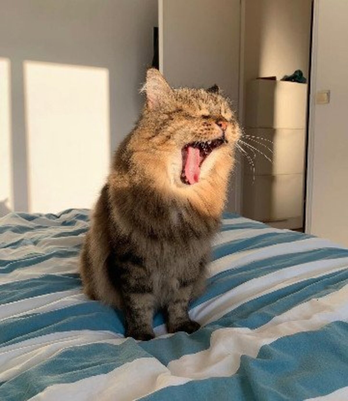 Adoption Maxou