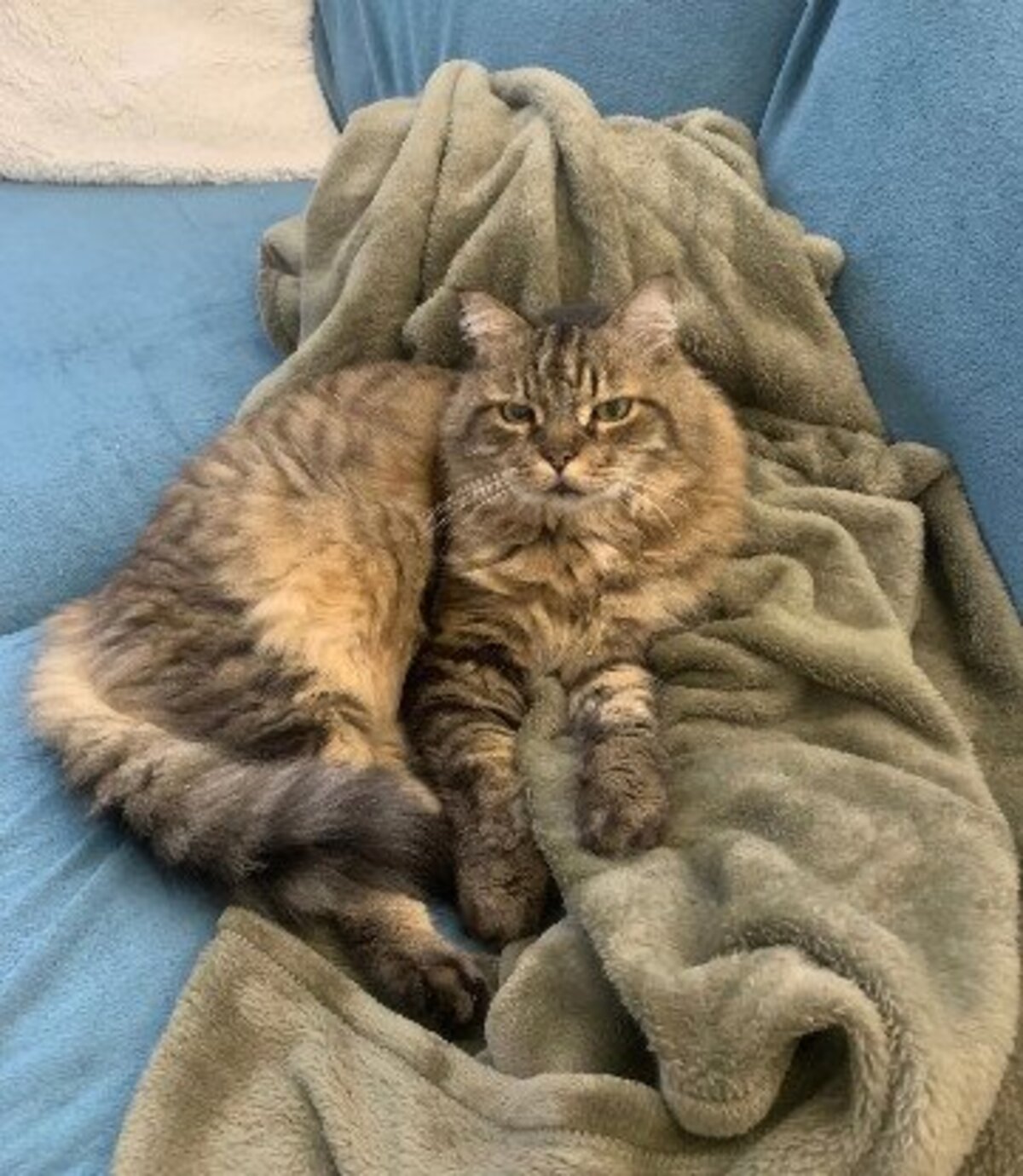 Adoption Maxou