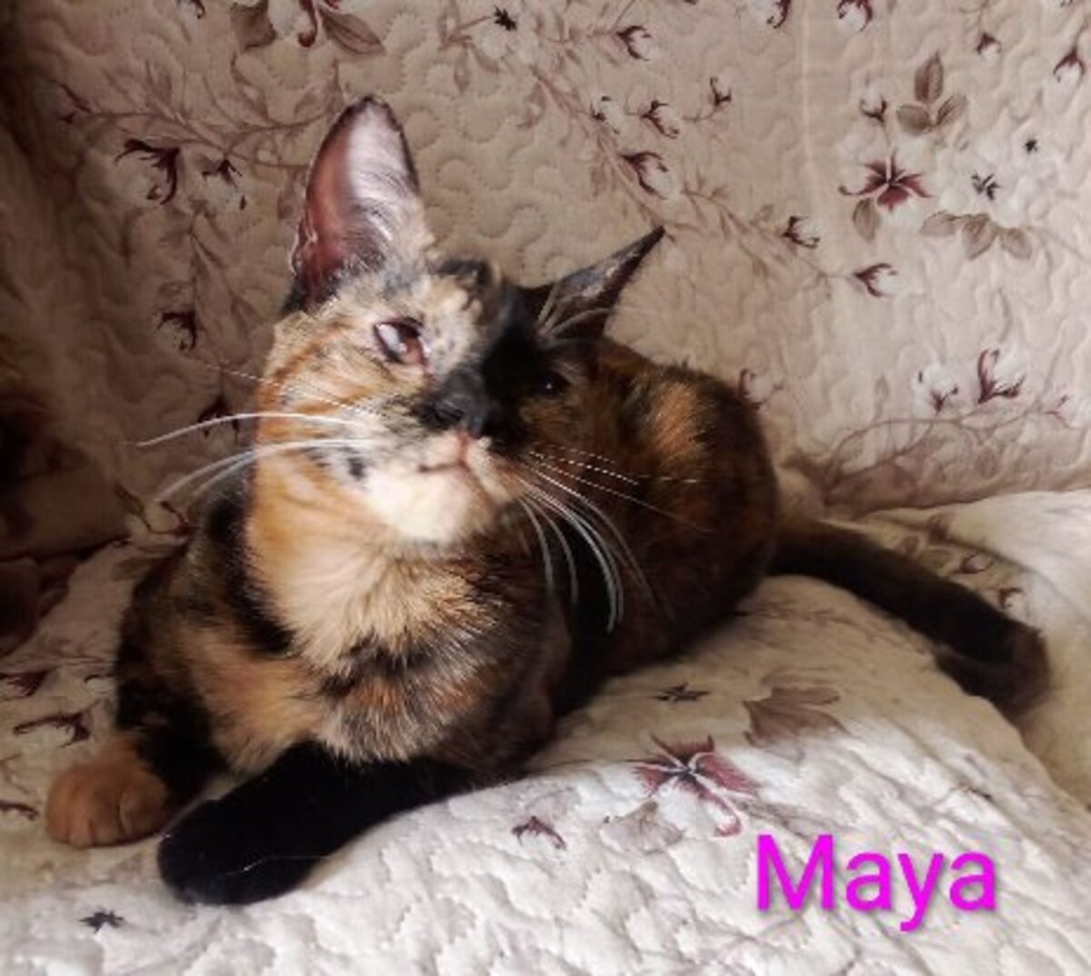 Adoption Maya / salomé