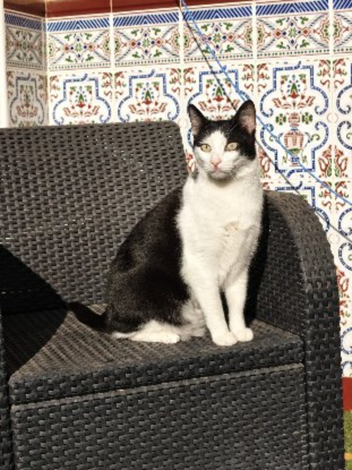 Adoption Medi