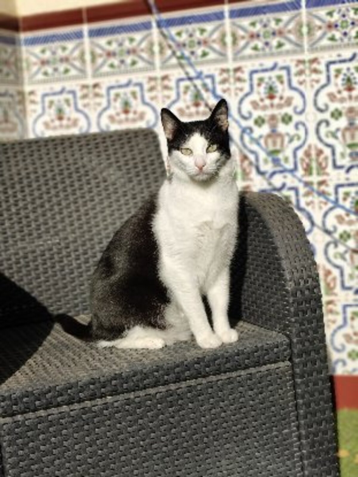 Adoption Medi